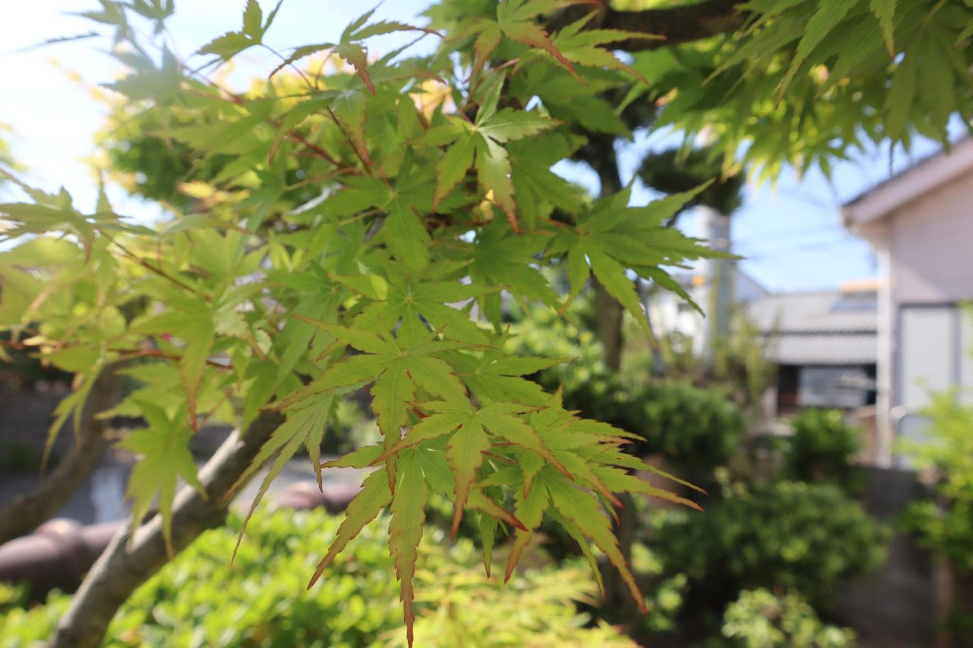 Willa 立花荘 Matsuyama  Zewnętrze zdjęcie